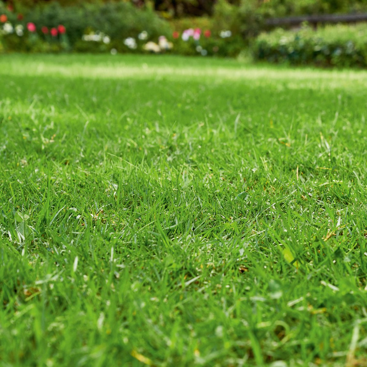 STIHLUSA's tweet photo. When it comes to lawn care in May, the main focus should be on mending.☝️ Sprinkle seeds over thinned areas to create a uniform green look, and remember to sprinkle additional seeds when there's not enough rain. 💦 #SeasonalTips #LawnCare #SpringLawn #GardenLove #GardenExpert https://t.co/TTzfbP3cZD