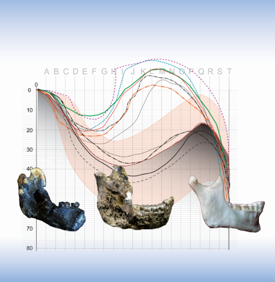 SAJS_Official's tweet photo. - @EllaBeen2 et al. show that the proposed species #AustralopithecusSediba is not a transitional #species (as claimed), but rather two separate species representing two #evolutionary branches. https://t.co/9jmIOO9zCQ
@TelAvivUni @DukeU 
#hominin #SouthAfrica #malapa https://t.co/2QEHsjZhTD