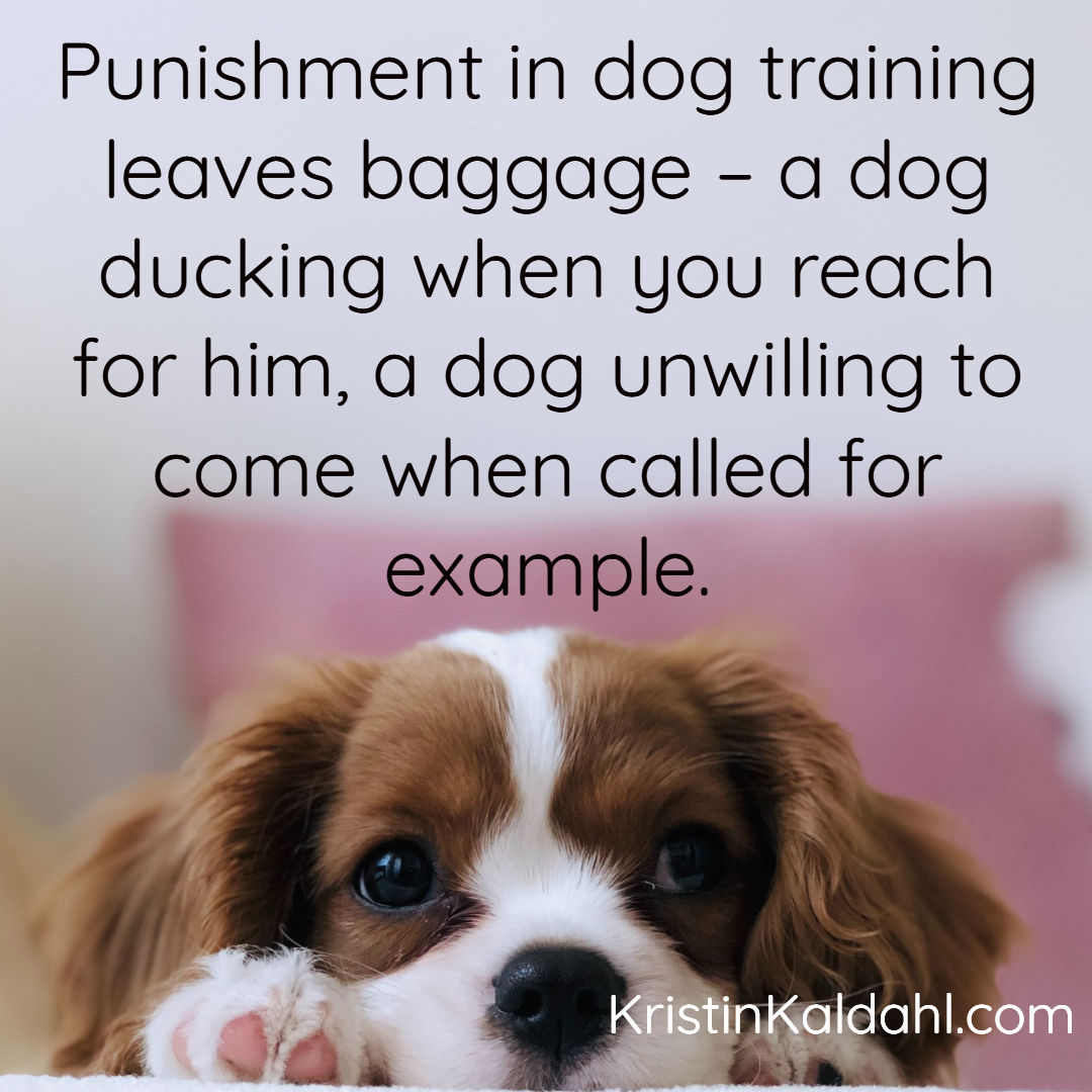 My weekly dog training tip. Share it if you'd like!

#dogtraining #nobaddogs #baddog #ilovemydog #positivereinforcementtraining #clickertraining