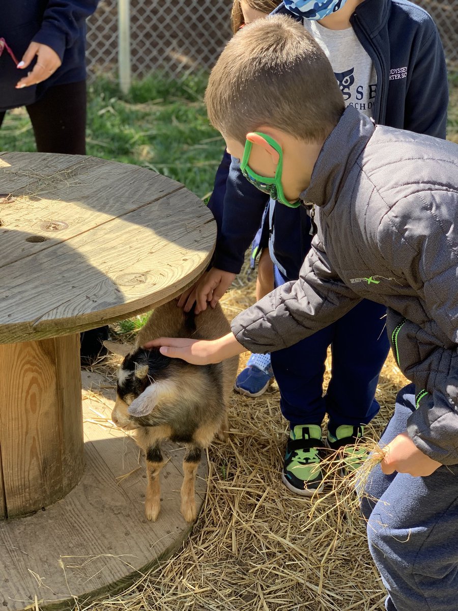 OcsFarm's tweet photo. We ❤️you Georgie Σε αγαπάμε πολύ #ocsgoats🇺🇸🇬🇷 @OcsFarm @ocsgreenteam @OCSDelaware https://t.co/HAub6LLxAF