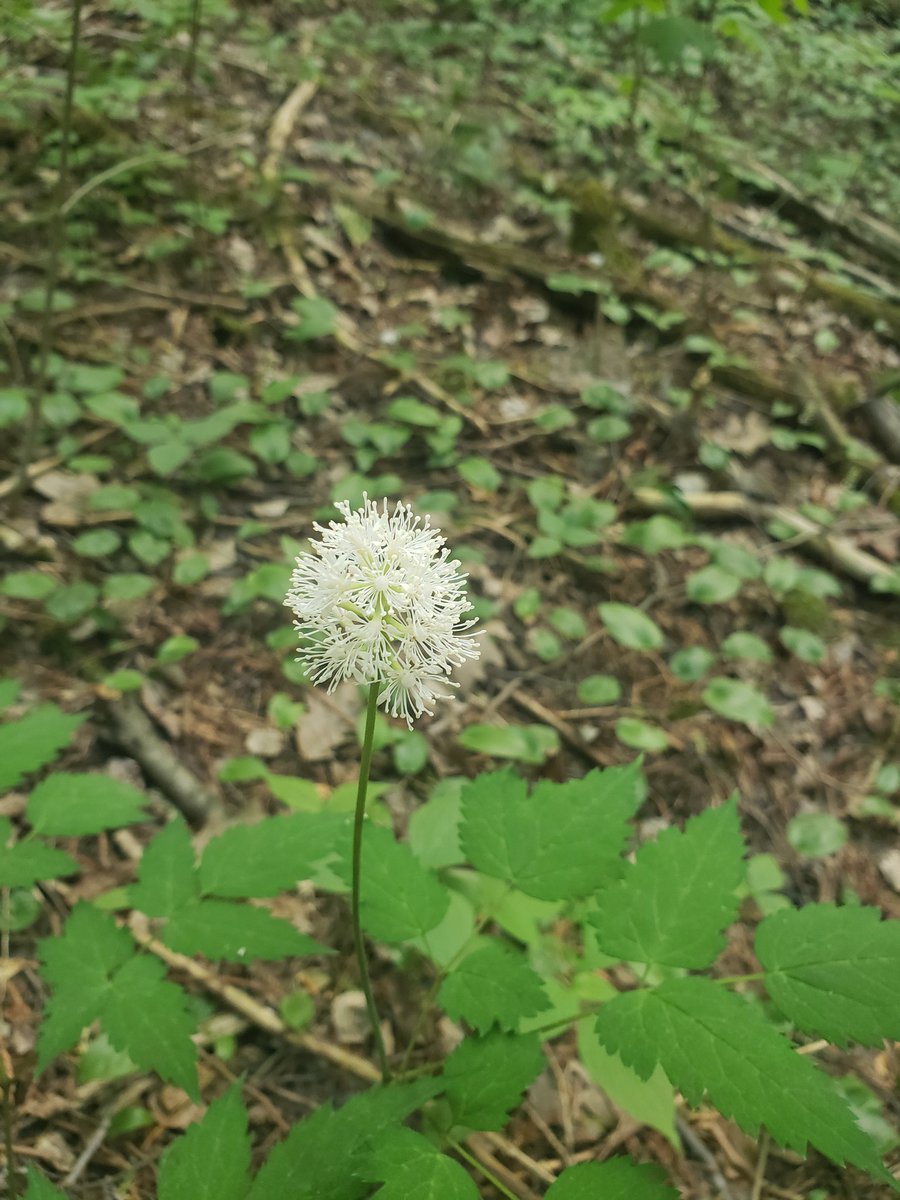 Beauty in the forest,
#ClaringtonOntario