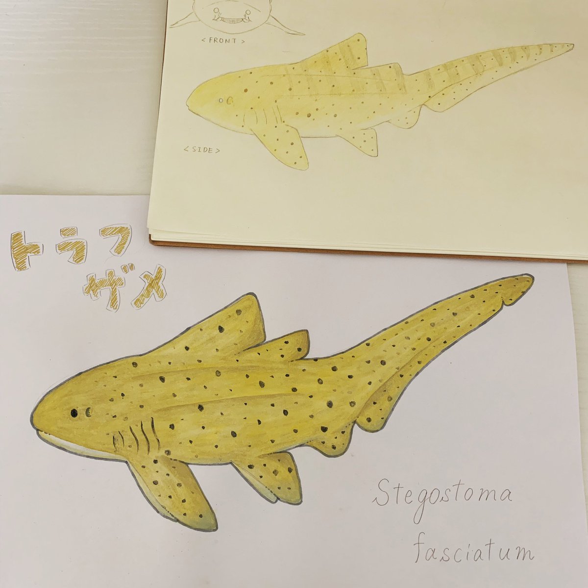 サメイラスト サメイラスト
