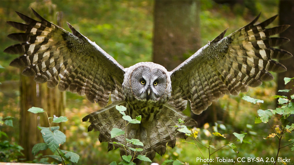 AMNH's tweet photo. Meet the Great Gray Owl! Its bulky plumage helps to keep it warm in its habitat of boreal forests along the northernmost stretches of the Rocky Mountains. During the winter, it eats as many as seven small mammals a day to keep itself fueled! https://t.co/m80UCafRcj