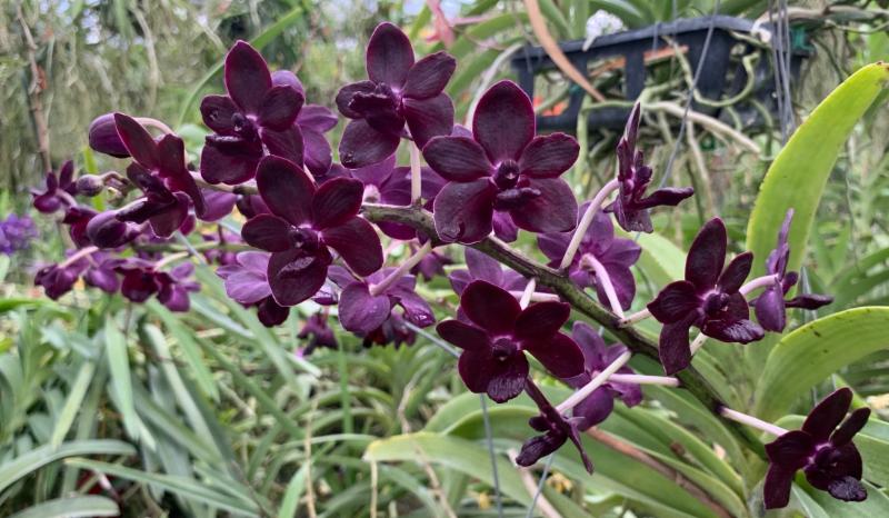 Memorial Day Sale for the Ages! #motesorchids #orchids conta.cc/3fQjGDl