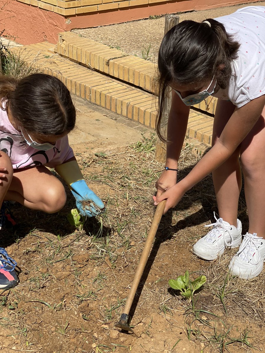 CEIPJJRebollo's tweet photo. Durante la mañana de hoy el alumnado de sexto de primaria ha podido ir al Huerto Escolar para cuidar y comprobar el crecimiento de los tomates, pimientos, pepinos, acelgas, albahaca… plantadas. @EcoescuelasAND @

#AldeaJJ
#HuertoJJedu https://t.co/hipqppezJx