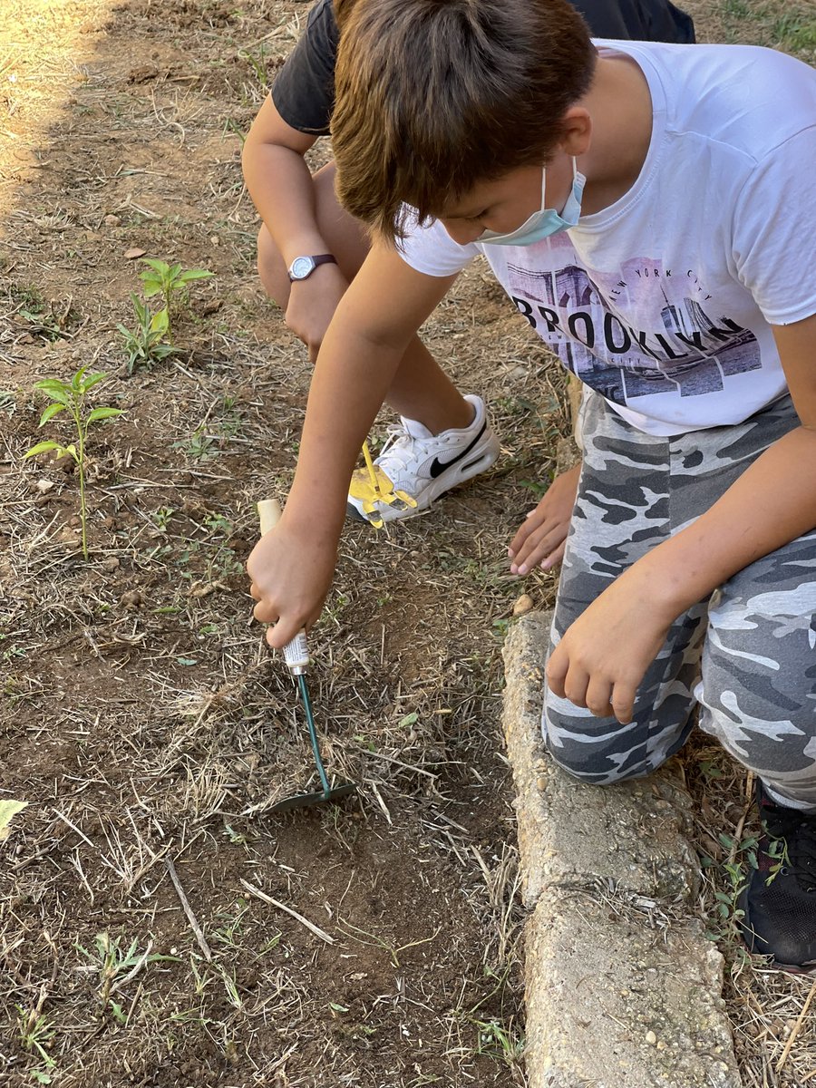 CEIPJJRebollo's tweet photo. Durante la mañana de hoy el alumnado de sexto de primaria ha podido ir al Huerto Escolar para cuidar y comprobar el crecimiento de los tomates, pimientos, pepinos, acelgas, albahaca… plantadas. @EcoescuelasAND @

#AldeaJJ
#HuertoJJedu https://t.co/hipqppezJx