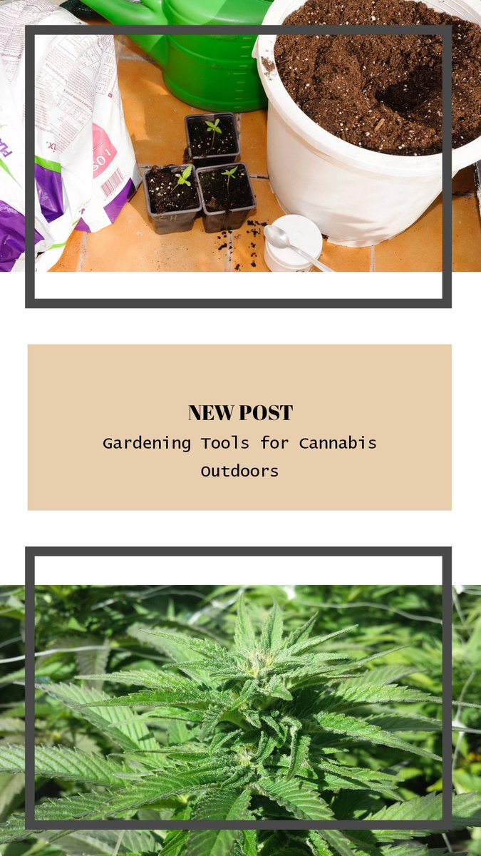 laHuertaGrow's tweet photo. (ENG) ➡️ If you have enough space, growing cannabis outdoors can be an efficient and affordable way to grow your very own harvest 💚
.
✅ https://t.co/vsXUqNNZKU https://t.co/pCLD4Qbn4I