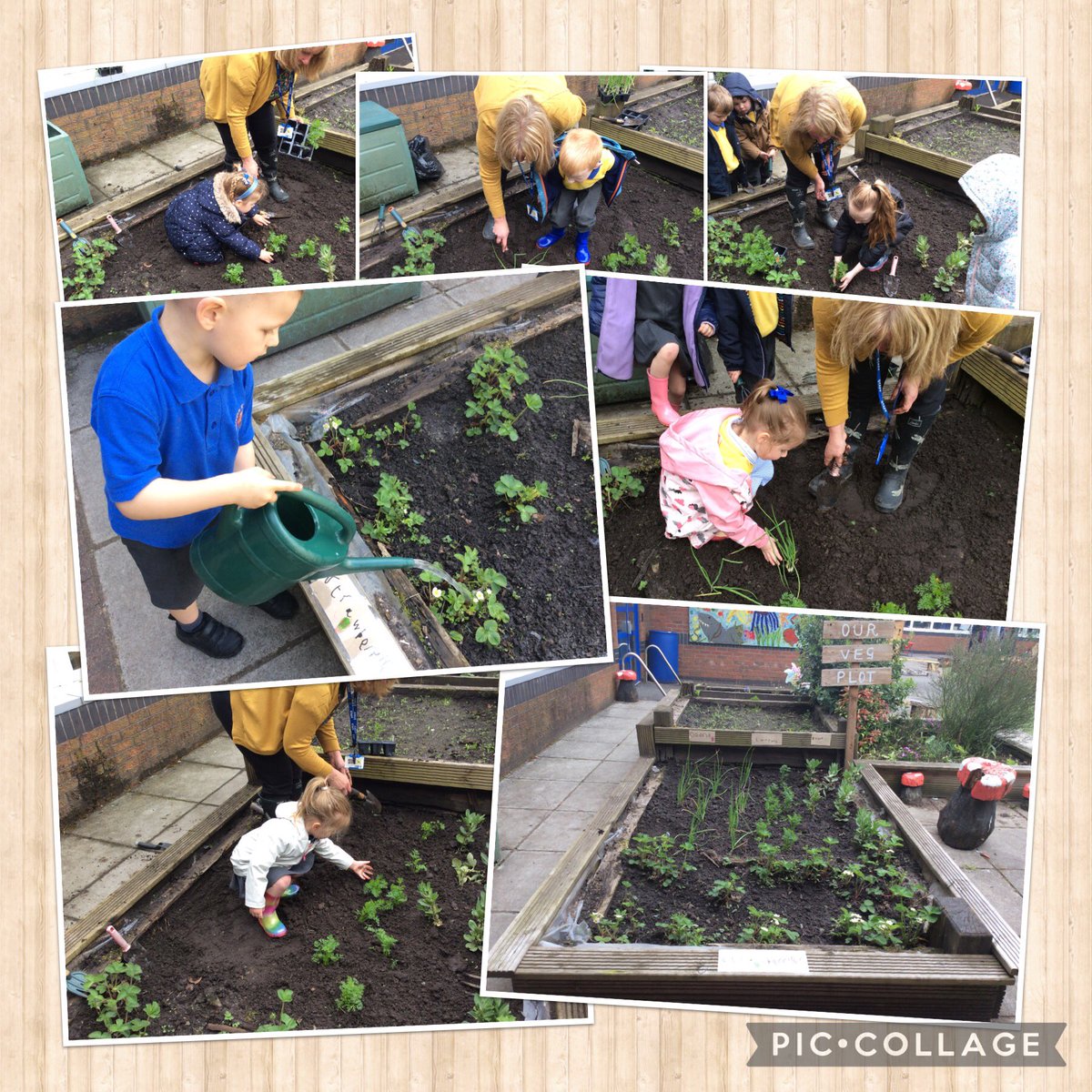 highfield_st's tweet photo. What a busy week this week we have completed our work on growth by working hard in our garden, we have created a veg patch growing broad beans, carrots, onions and strawberries. The lovely donations of plants have all been planted around the garden.@StHighfield @LDSTEducation https://t.co/VY4hh23c3B