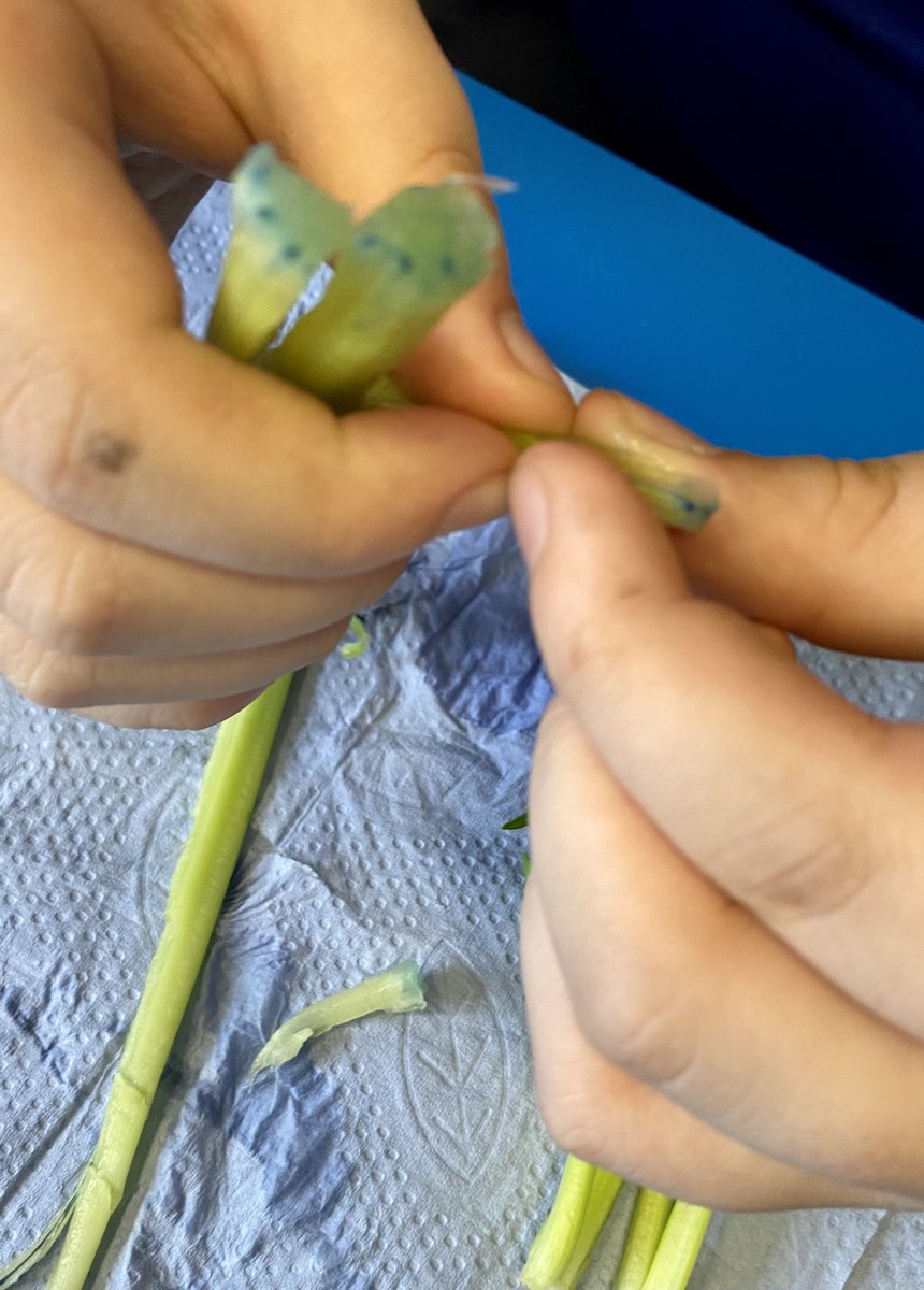 hackforthschool's tweet image. Developing our knowledge of water