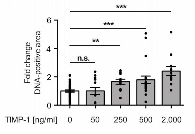 CR_AACR's tweet photo. Schoeps et al show TIMP-1 triggers formation of #NeutrophilExtracellularTraps. Plasma levels of TIMP-1 and NETs combined with the clinically established marker CA19-9 improved identification of prognostically distinct #PDAC patient subgroups. @cd_hermann
https://t.co/Mk9bBrGonC https://t.co/2ia53glFxk