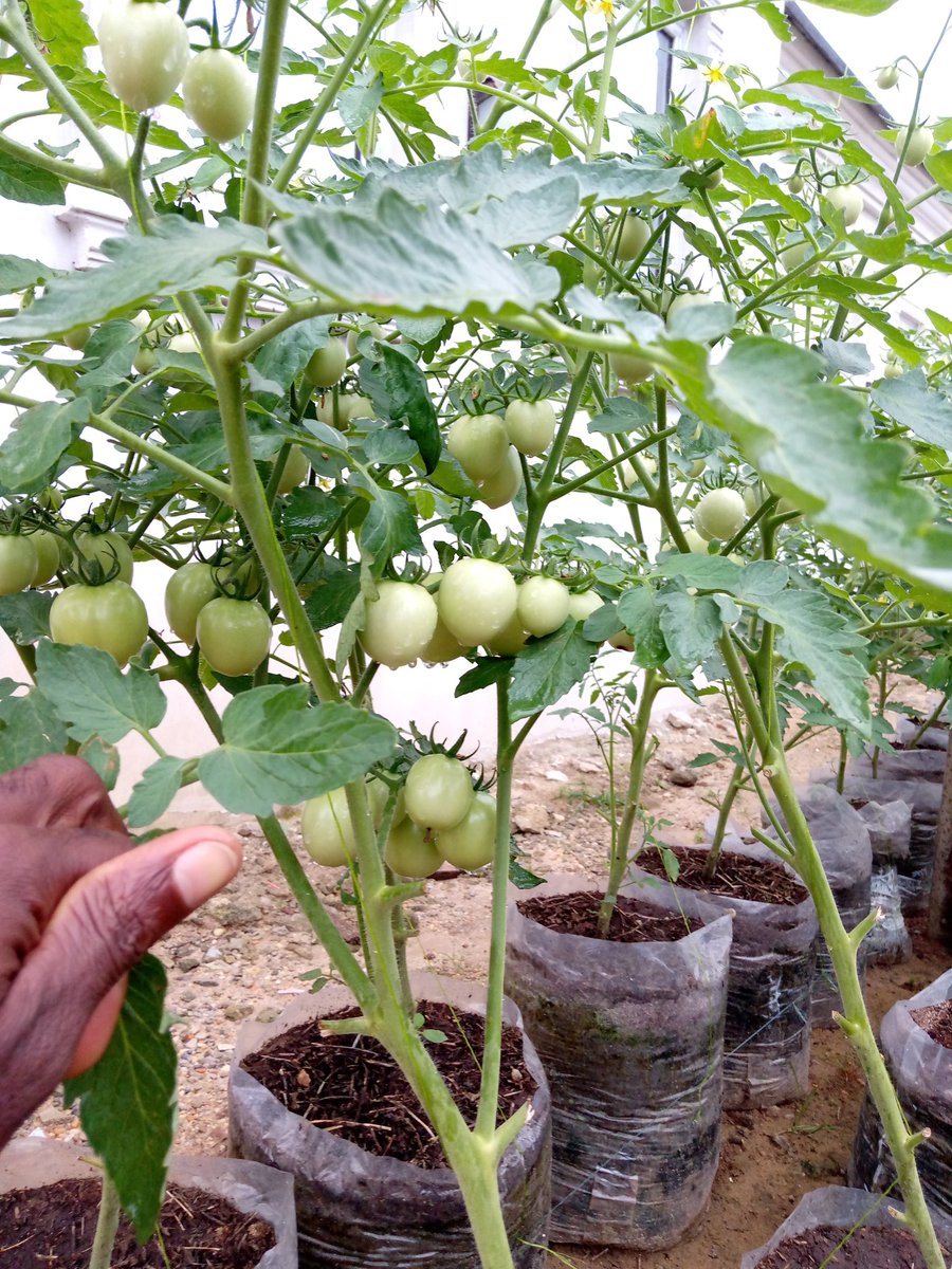 eden_ime's tweet photo. And now this:
#YouthInAgriculture https://t.co/oNOlXExFC5