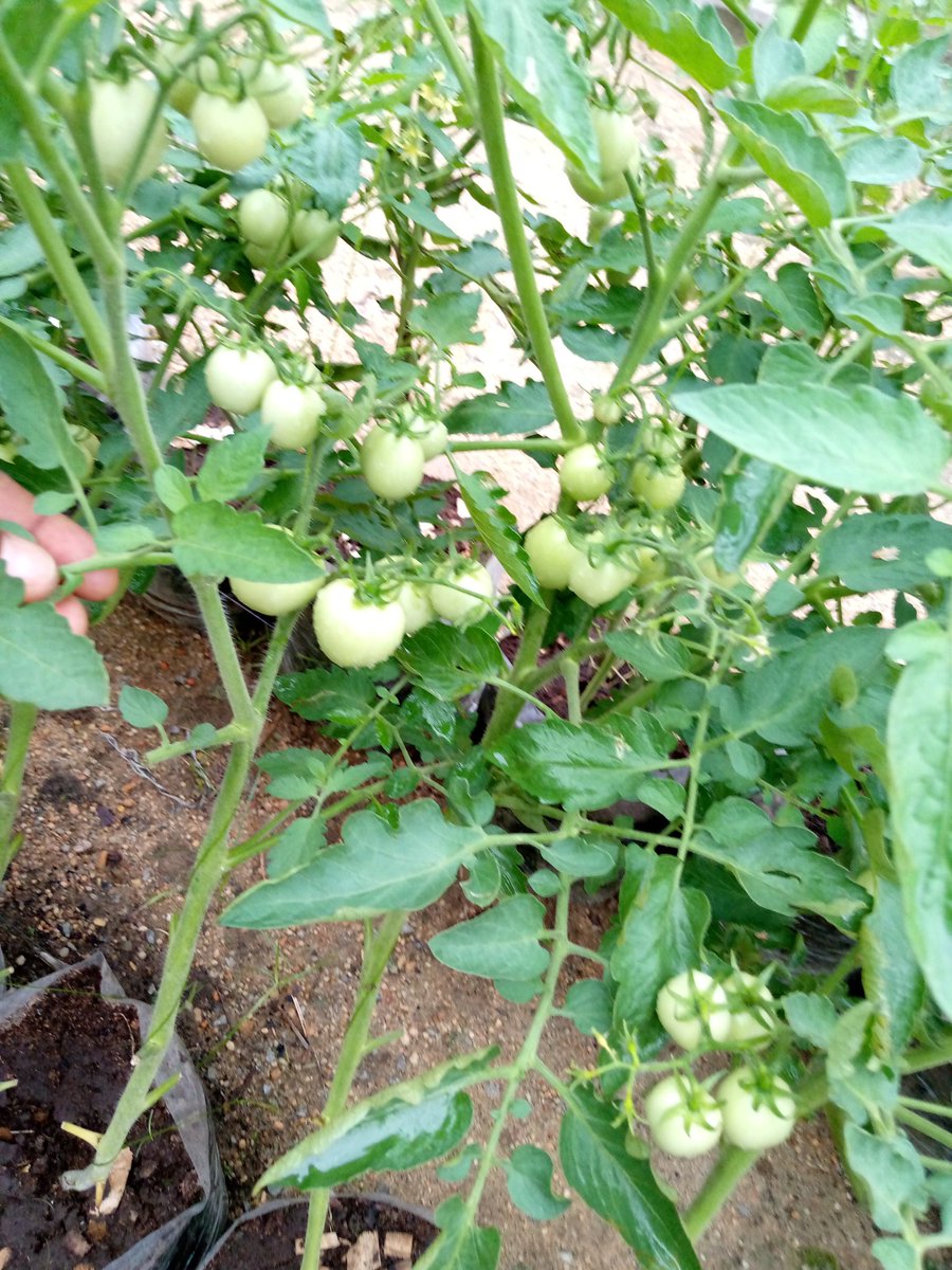 eden_ime's tweet photo. And now this:
#YouthInAgriculture https://t.co/oNOlXExFC5