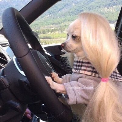 widner_grace's tweet photo. I was on FaceTime with someone demonstrating a TikTok dance whilst waiting for my Chuy’s curbside order and the employee KNOCKED on my window during my routine. She literally watched the whole thing and then she was trying to hide her laughter when I rolled the window down. https://t.co/1qqDDzGSGR