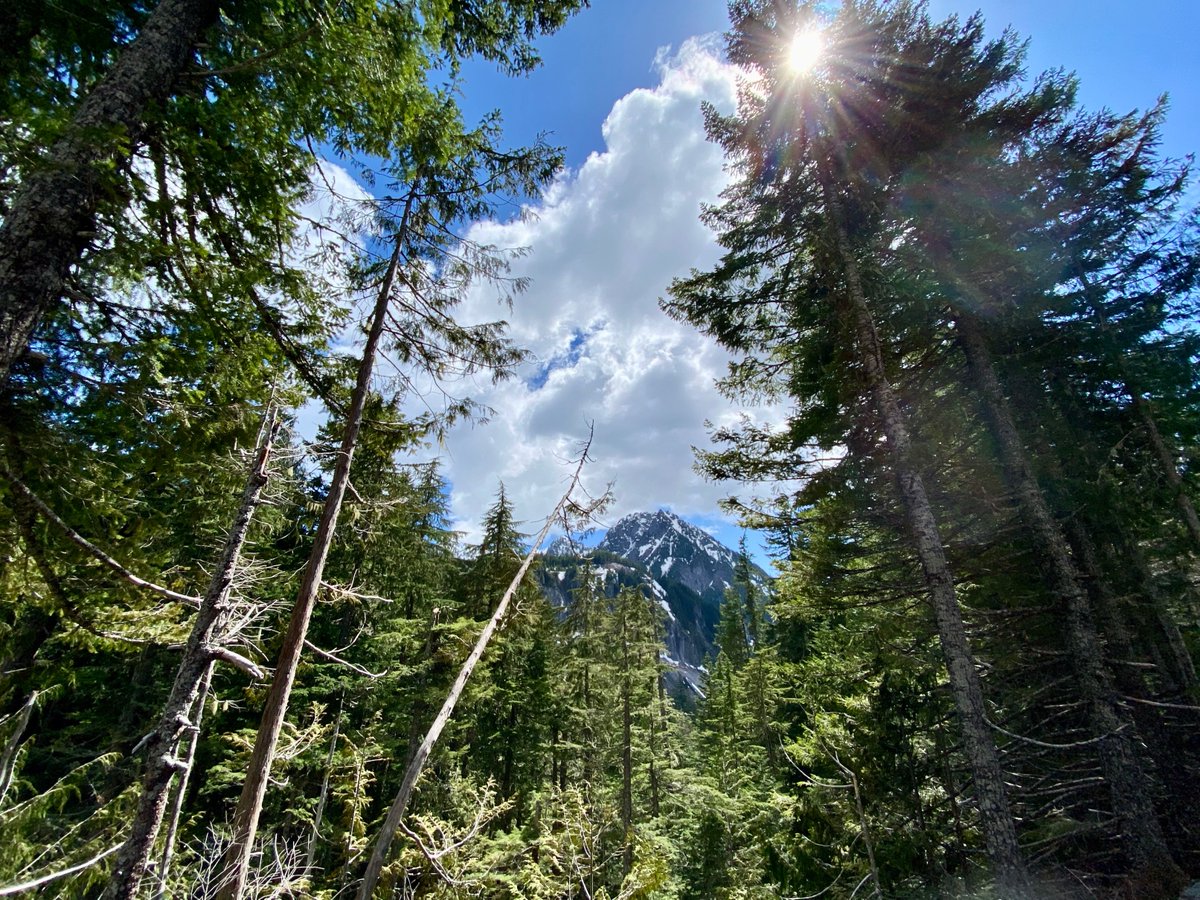 SeattleMaven's tweet image. Looking for a woodsy getaway? I was too, so I took a trip earlier this month to @VisitRainier and I've been excited to share the highlights! Fresh on the blog: seattlemaven.com/2021/05/28/del… #DeliciousDestinations #Travel 🗻🌲🚗