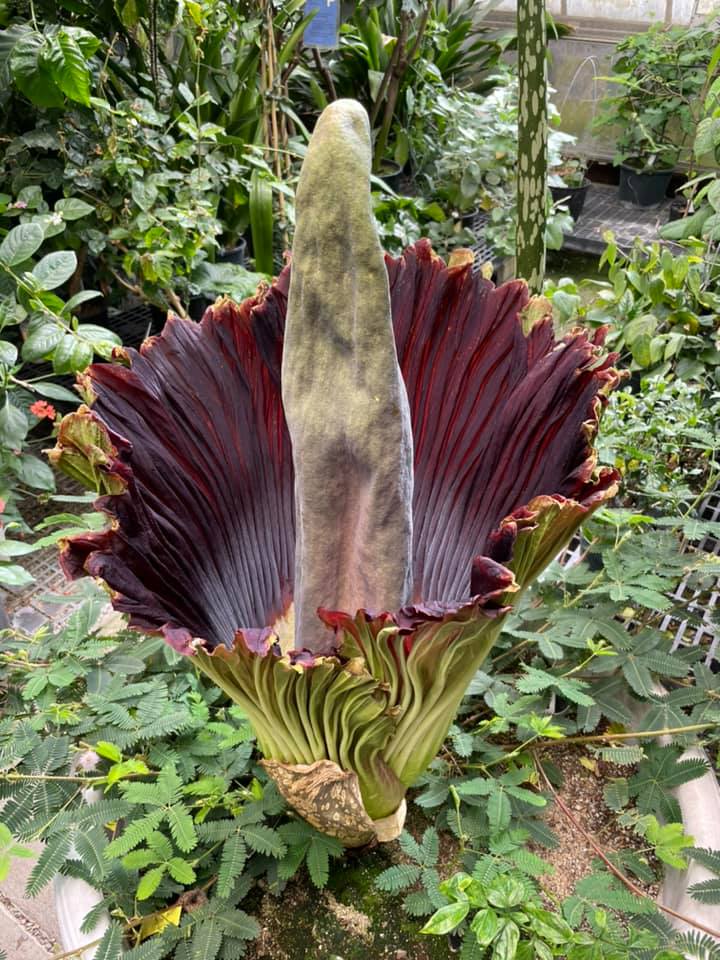 Ted the giant corpse flower is back in bloom at UC Davis after 10 years! Ted is on display outdoors today until 7 pm bit.ly/2SFXMuw
