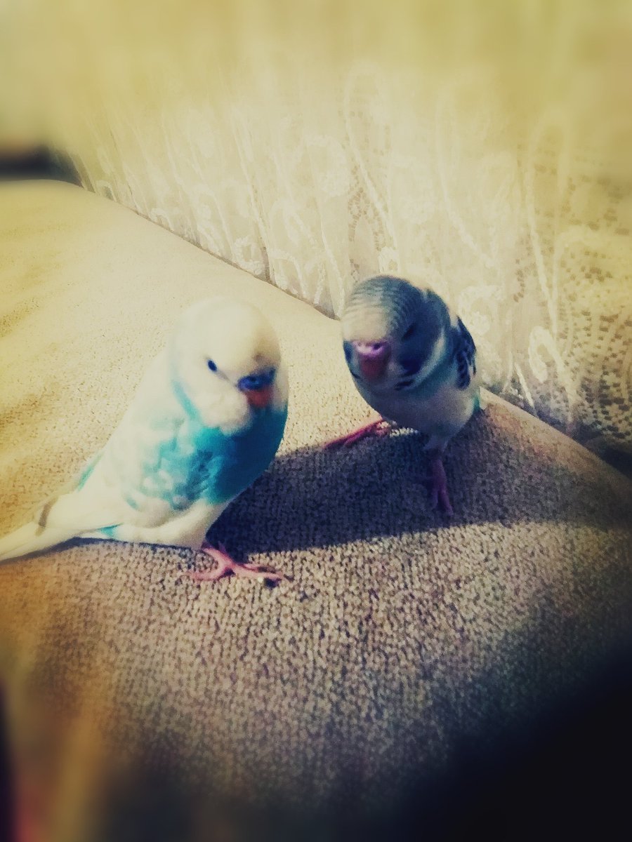 Bay şanslı ve panda... 🌺 🌼