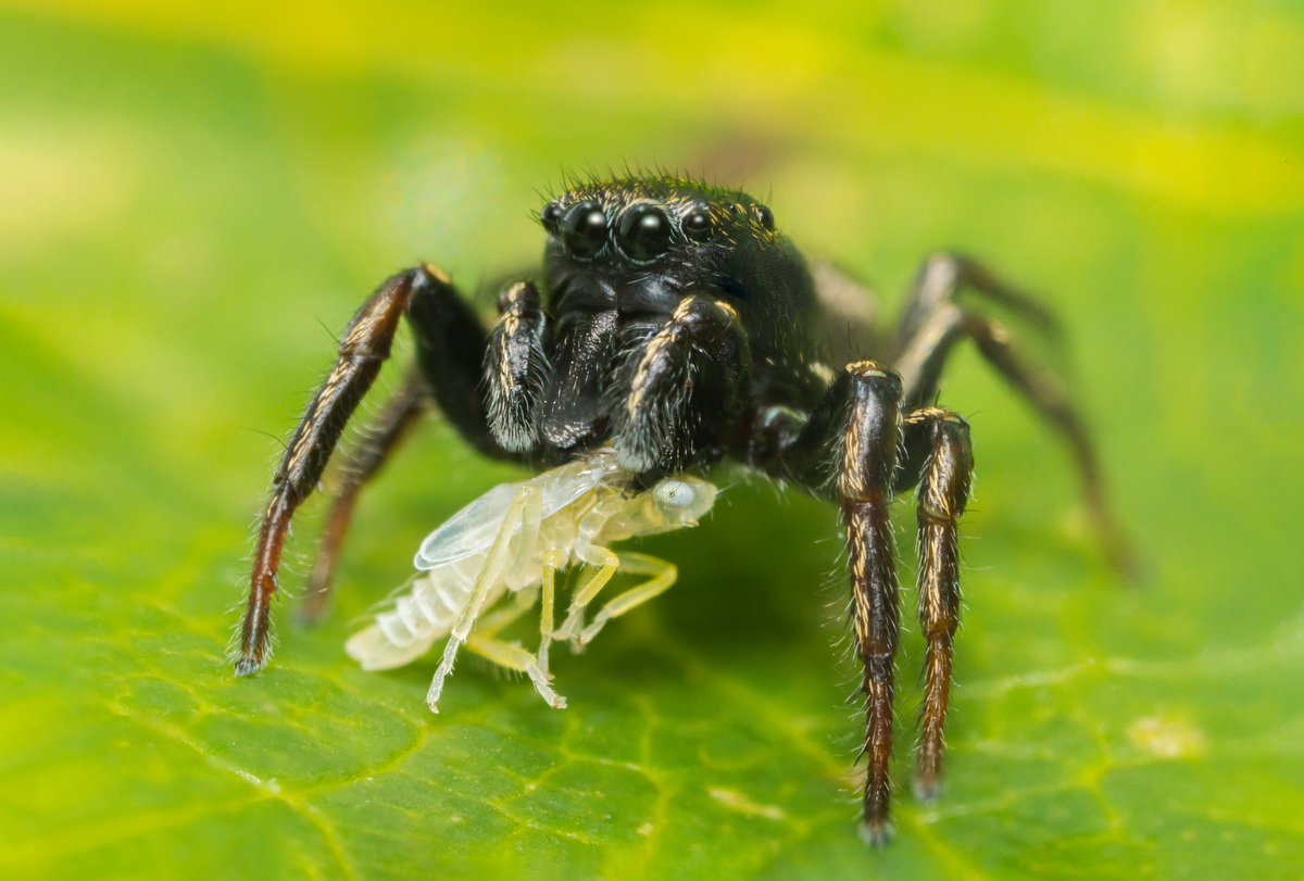 Heliophanus flavipes having supper - the look on the leafhoppers face says it all really 😬
<a href="/BritishSpiders/">BAS</a>  #macrophotography #ThePhotoHour #macrohour #nature #NaturePhotography #BBCSpringwatch