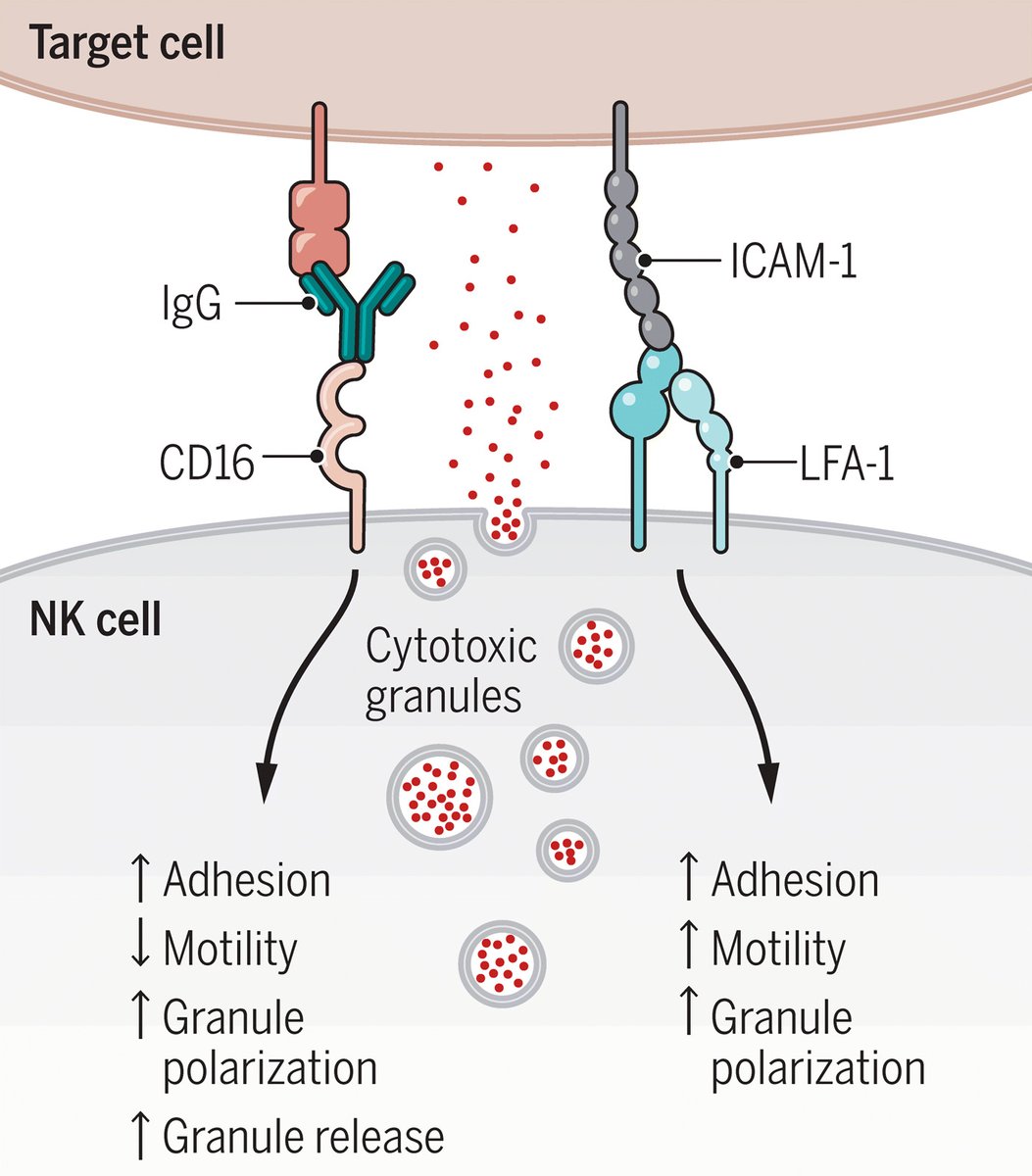 scisignal's tweet photo. New research points to the existence of a late checkpoint for #degranulation in natural killer cells and suggests target cells might be able to evade execution by controlling the spatial distribution of ligands. @bonfelt #CellBiology https://t.co/6ElOLcnmIL
PC: André Veillette https://t.co/iG89ClSav9