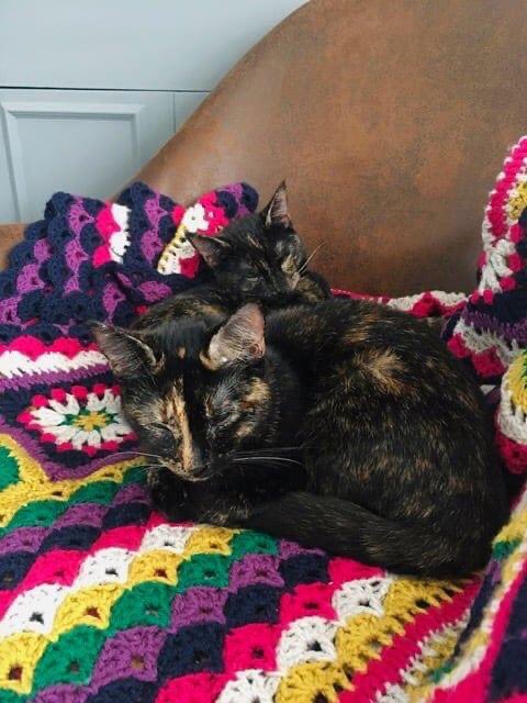 RspcaFinchley's tweet photo. ** Adoption Update **
Beautiful sisters Sophie and Ruby are settling in to their new home well, slowly making progress and gaining their confidence. Their new owners have said they are very sweet. Here is a lovely picture of them cuddling up together! https://t.co/YZ5UpHBzV4