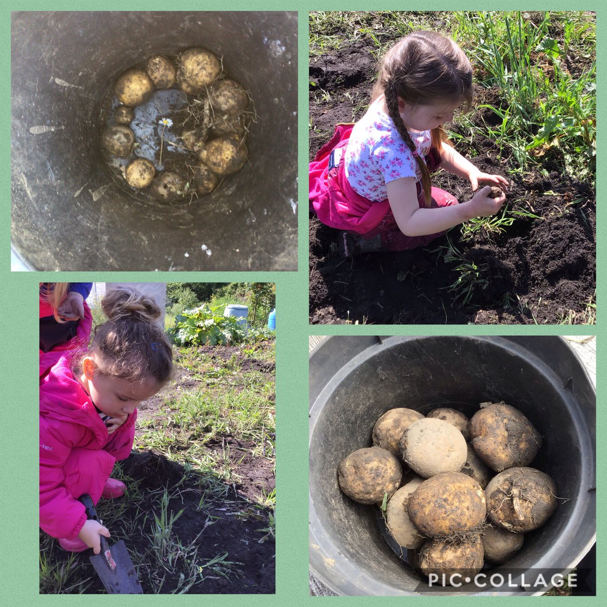 Carolin63261632's tweet photo. We worked so hard at the allotment on Thursday. We have finally cleared our greenhouse and plot ready for planting. We loved finding potatoes and each took one home. I wonder if you could do some potato printing over half term? @cwmffrwdoer @SnookMrs @KT_Matthews @BronAfon https://t.co/6UHBHwnRkZ