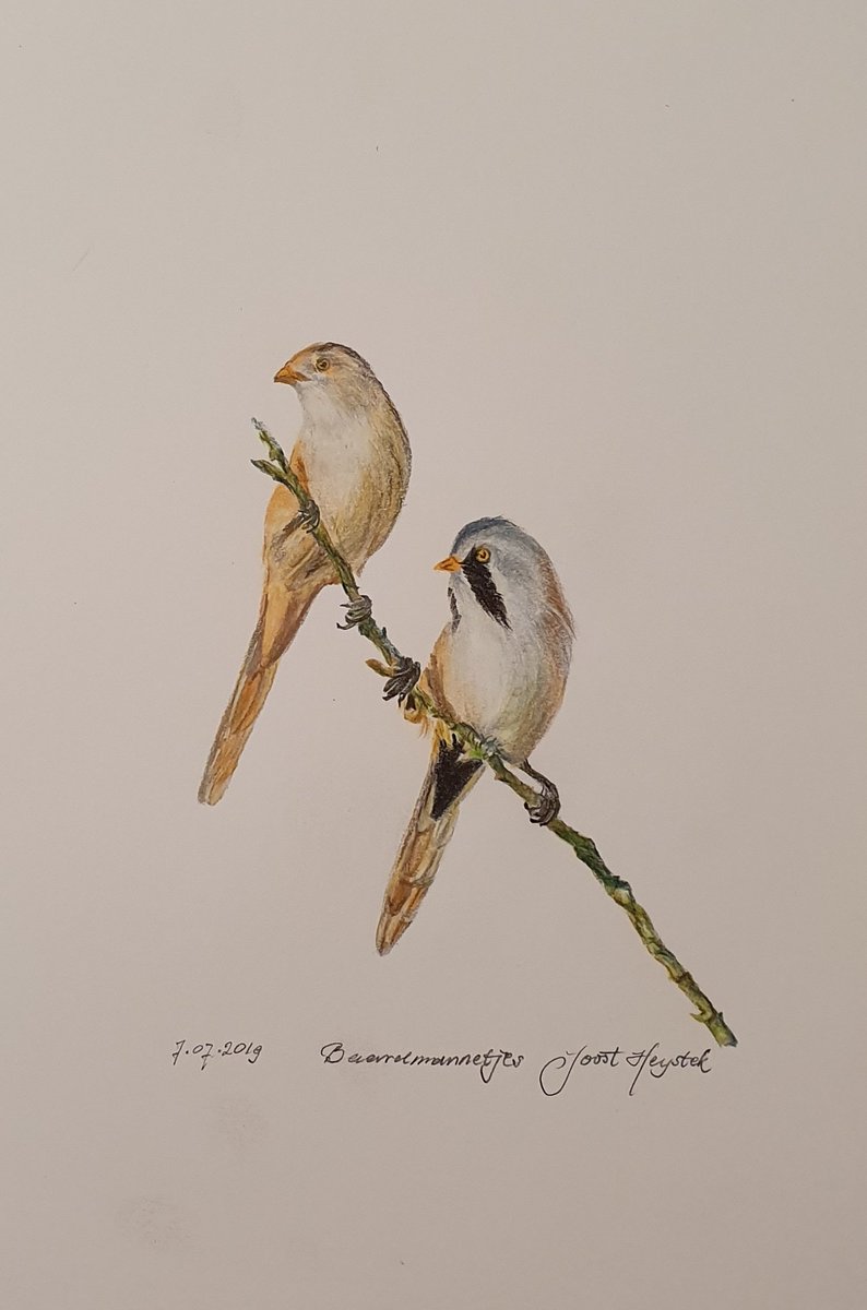 Thank you @ElaineCruseArt @kirstensneath1 <a href="/caseybella3/">Lisa Poggioli</a> I thought I'd share some of my bird art. I tag <a href="/Davidjsalter/">David Salter</a> <a href="/AWatercolour/">a-watercolour-a-day</a> <a href="/BrechjevdTol/">Brechje van der Tol</a> and anyone else to join in sharing their drawings, poetry or photos and spread some #happiness on twitter #birds #birdtwitter