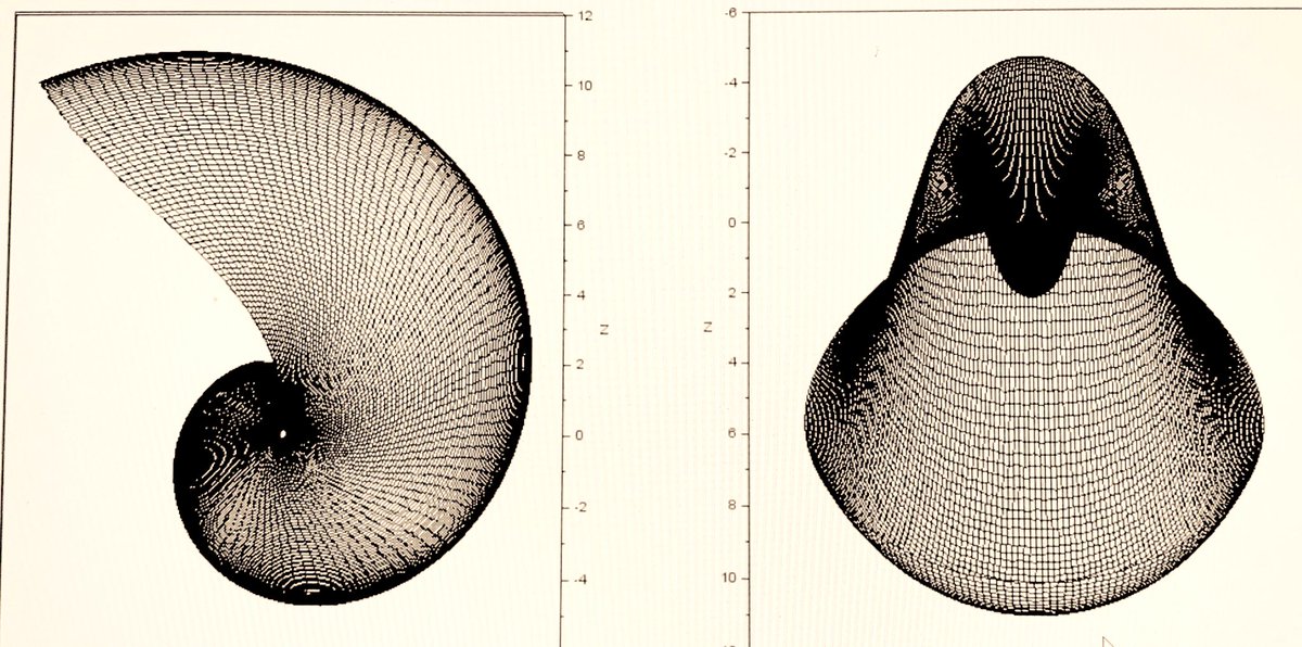 EB_Lab's tweet photo. our model of #seashell #morphodynamics and #numerical #sclerochronology we presented at EGU will be available for testing soon ! 2/2 https://t.co/N92RUYxiYc