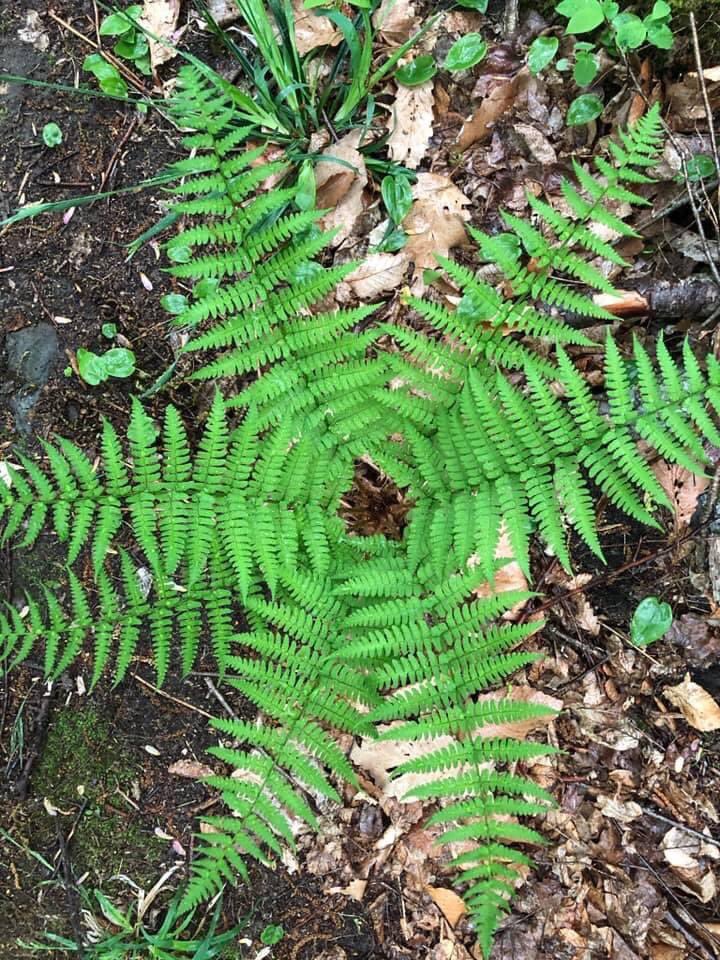 We are not separate from nature 🌿 Let yourself be still and notice this.
#forestbathing #foresttherapy #humannature #selfcare #evergreenminds