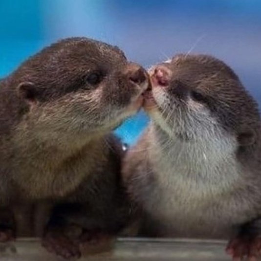 Otter_AlexD's tweet photo. #Sanvers smooch 💋 https://t.co/SskCpyCOnp