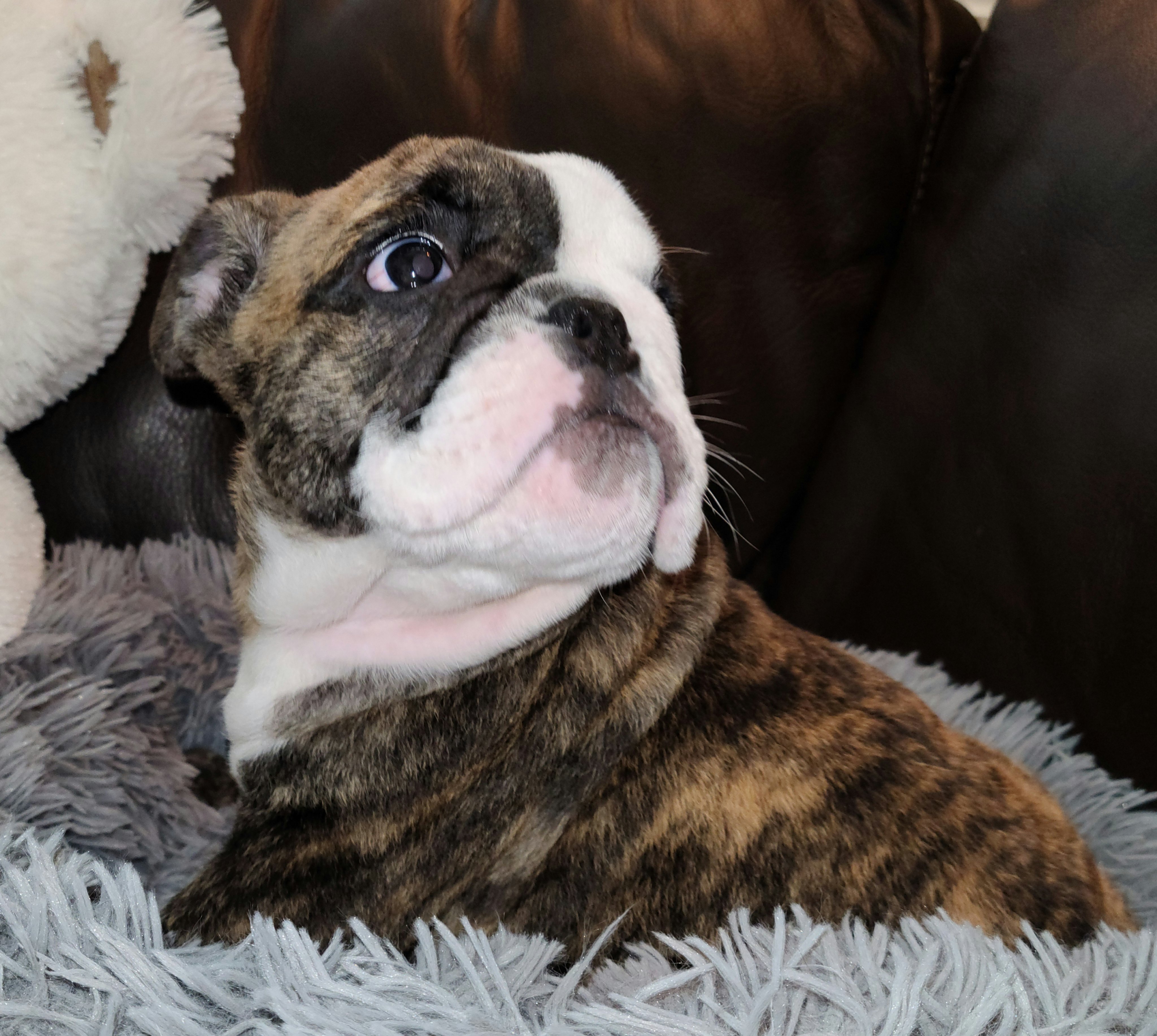 Hoobly bulldog hotsell