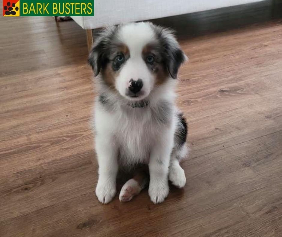 BarkBustersNJ's tweet photo. Puppies are like a blank canvas of art. It is up to you to be the pack leader and teach them the manners they need to know from walking correctly on a leash to not barking or jumping on guests. Bark Busters will produce awesome results for you during your first visit. https://t.co/0QJvk1T3jI