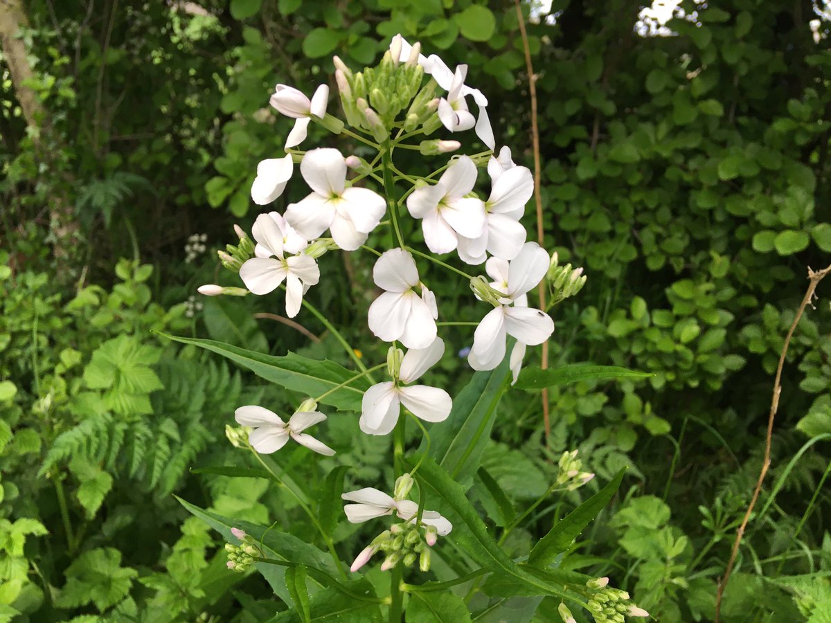 Fabulous sweet rocket doing very well in the #community #garden