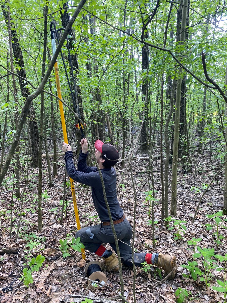 IPM_BugGuy's tweet photo. We're excited to have Kevin Grieb join the lab.  Kevin is examining factors associated with successful establishment of emerald ash borer parasitoids https://t.co/j00noRu25a