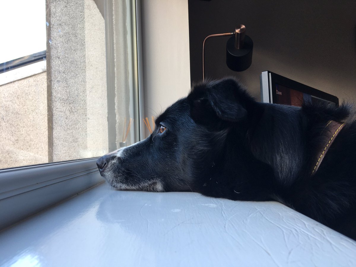 mguthrie364's tweet photo. This boy ❤️🐶❤️🐶 #Protectivefactor https://t.co/vZPt0txX4s