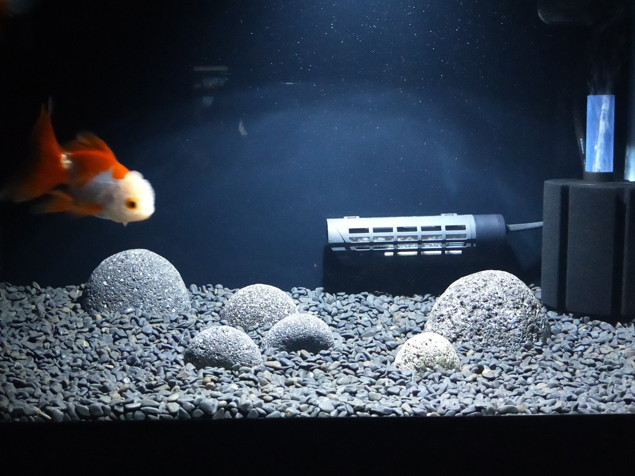 Kei 金魚王子で販売されている丸い石 山風石を丸く削っていて金魚を傷付けずレイアウト出来るしカッコイイ 床材のブラックホールと合わせると落ち着いた感じになる 明るい色の床材と組み合わせてもコントラスト良さそう 1番大きなサイズも欲しくなっ
