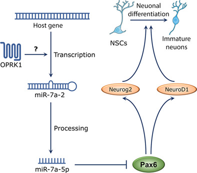 StemCellsJournl's tweet photo. Kappa opioid receptor controls neural stem cell differentiation via a miR‐7a/Pax6 dependent pathway
#AdultStemCells #CellSignaling #Microrna #NeuralDifferentiation #NeuralStemCells #SignalTransduction #TranscriptionalRegulation
#NSC #StemCell https://t.co/2gRCPlRVxY https://t.co/YdUavcWxNs