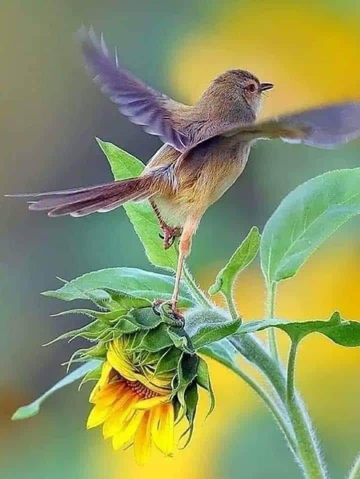 Good afternoon 💛➰💛