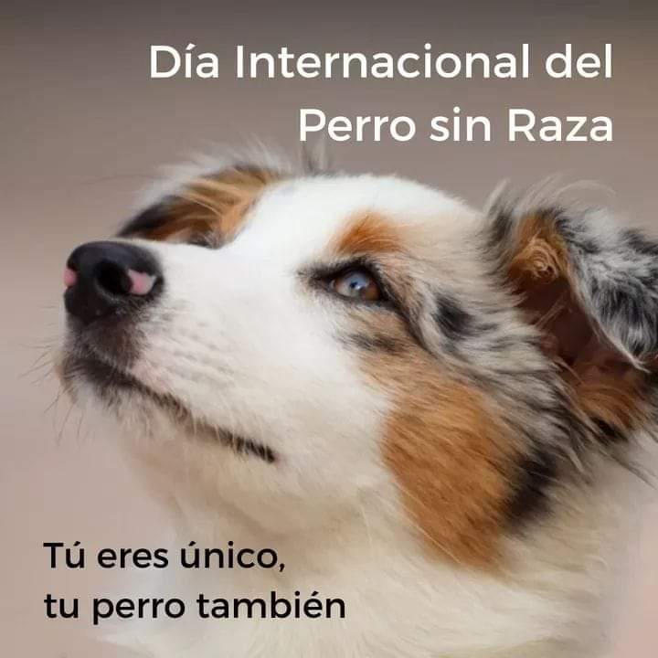 Noticiero Animal On Twitter Hoy 28 De Mayo Se Celebra El Dia Del Perrosinraza Que Pretende Visibilizar Y Poner En Valor A Los Denominados Perros Mestizos Es Decir Aquellos