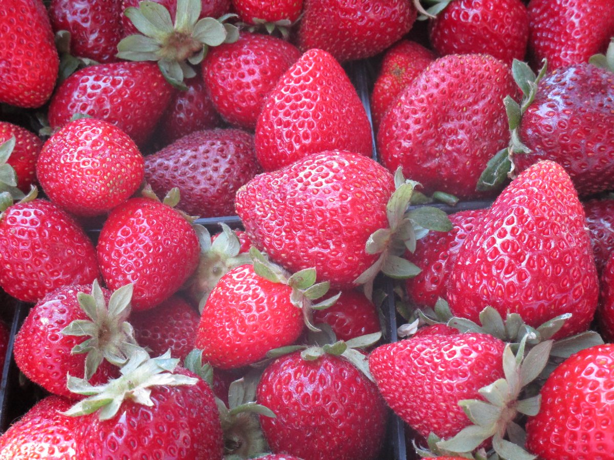 Yesterday we conducted a taste test between Chandler and Albion Strawberries, the result was a incredibly delicious tie.  Will retest this weekend.  #GoFruitTrail #FresnoCountyStrawberryStands