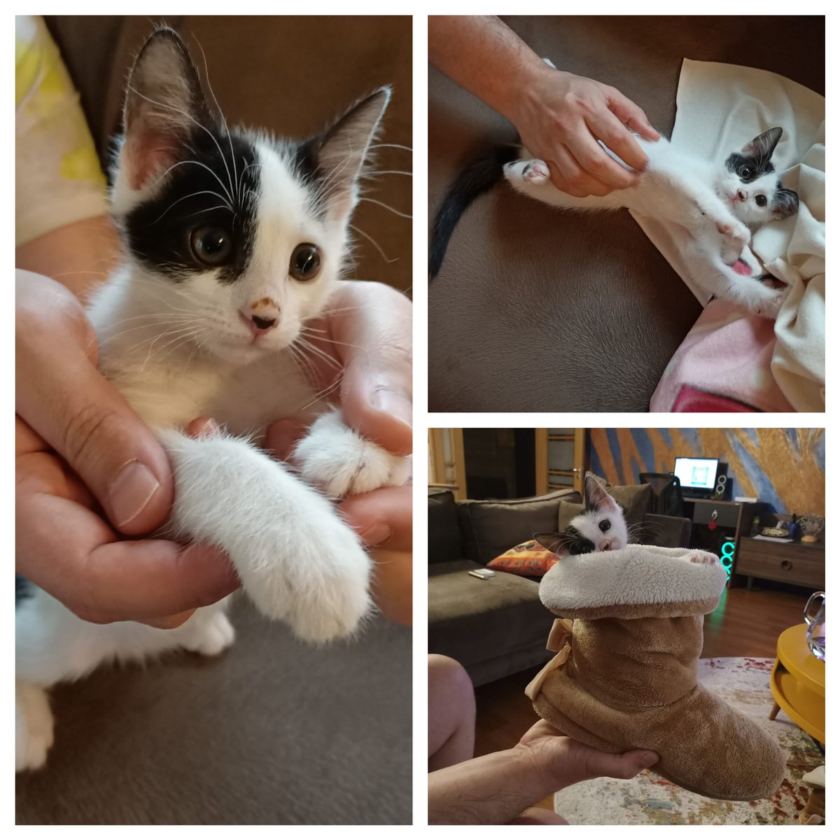 cemsultank's tweet photo. Annesi tarafından 1 haftalıkken terkedilen Elizabeth kızımız şu an tam 2 aylık ve yuvadan uçmaya hazır. @kedilikler @Patiscope @KediOzelHarecat @BirKediSahiplen @kedikopeksahip https://t.co/g7OcvMVPL6