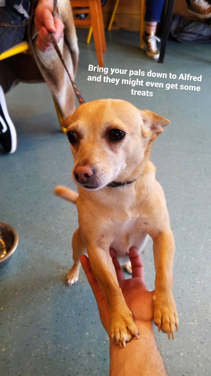 Alfred_Bar's tweet photo. Just a weekly reminder to please bring all you furry friends down to Alfred! πΆ
We will treat them right! Lots of biscuits, a bowl of water and pats if they are into that! π
#dogsofmeanwood #pubdog #dogfriendly #barswithpooches https://t.co/BxN64elcra