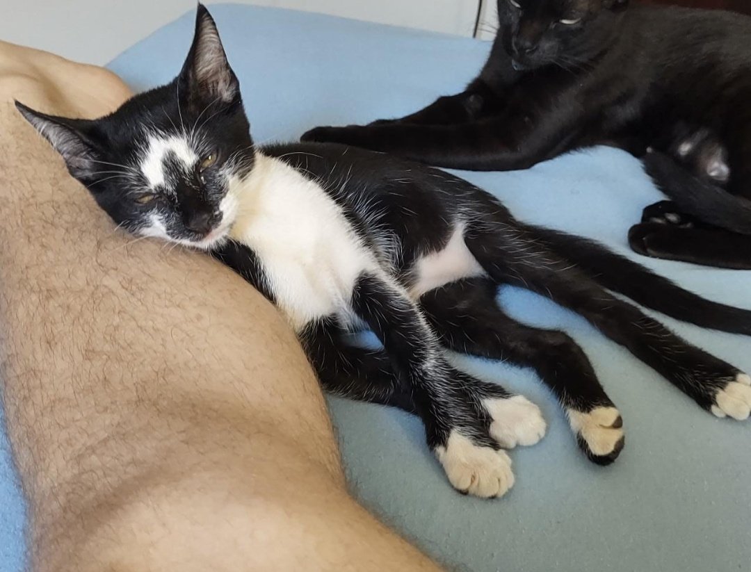 cursedluis's tweet photo. 🚨 gente minha gatinha sumiu desde ontem e ela nunca fica mto tempo na rua o nome dela eh angel ela e pequena e mto dócil :( moro na região do jardim imá se vc viu ela por favor entra em contato comigo to mto triste (67)99918-8722 
da rt por favor :( https://t.co/xBbqL1LyGd