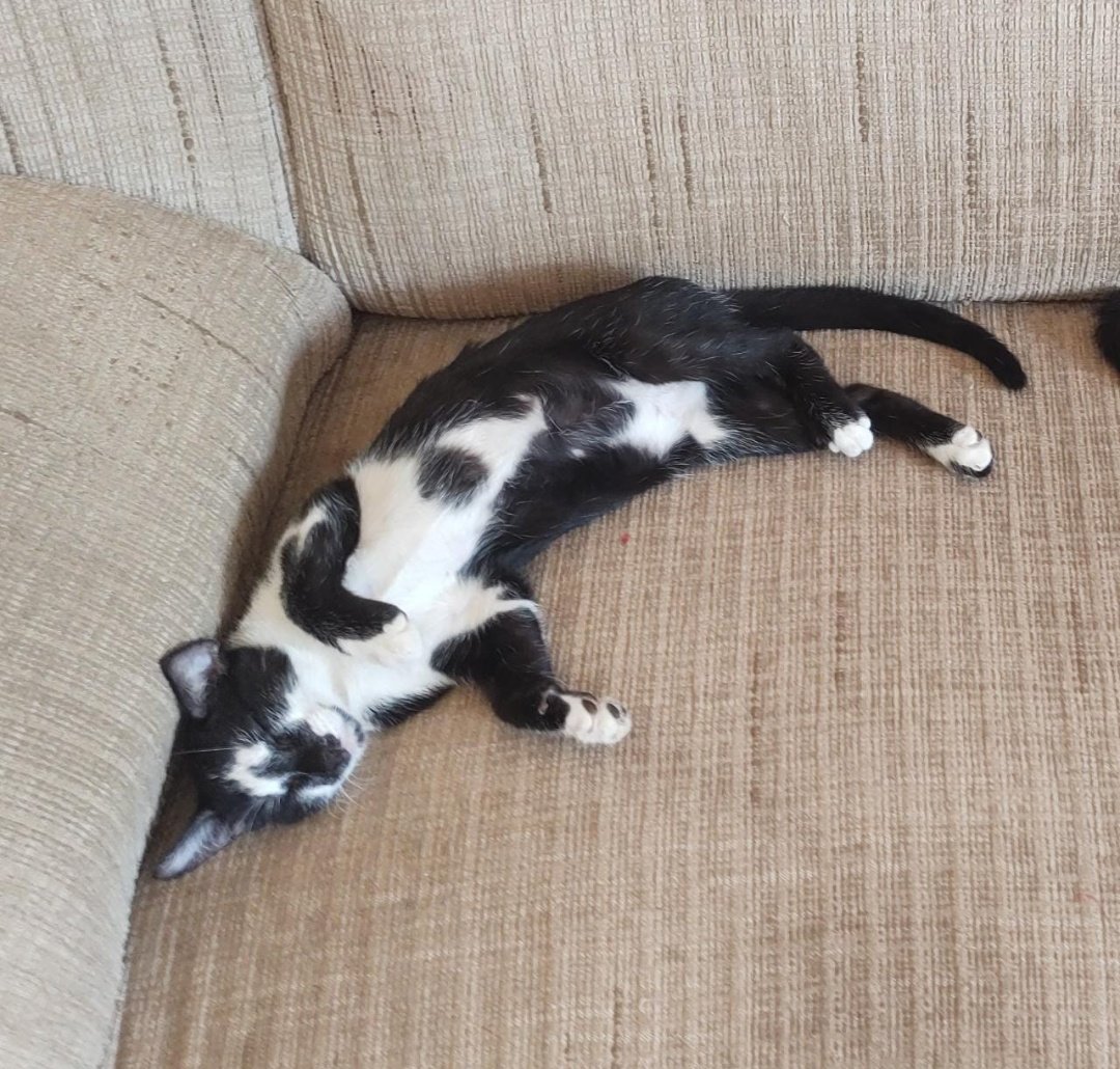 cursedluis's tweet photo. 🚨 gente minha gatinha sumiu desde ontem e ela nunca fica mto tempo na rua o nome dela eh angel ela e pequena e mto dócil :( moro na região do jardim imá se vc viu ela por favor entra em contato comigo to mto triste (67)99918-8722 
da rt por favor :( https://t.co/xBbqL1LyGd