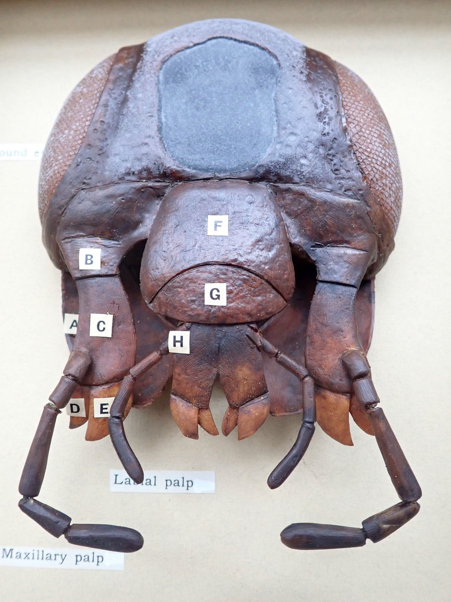 weebeastie75's tweet image. Why the long face, it&apos;s Friday? said the cockroach to the aphid. @Twitter #HappyFriday @Hunterian #EntomologyCollections #InsectModels