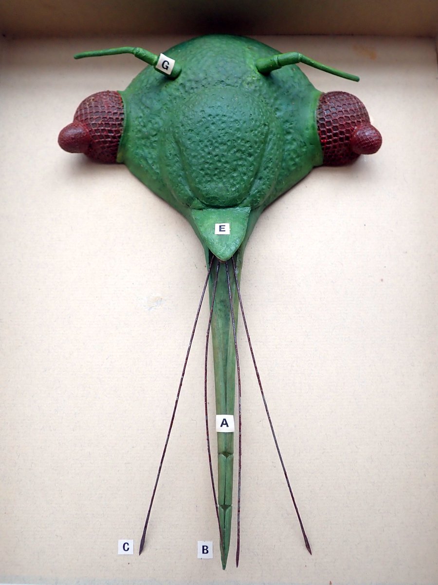 weebeastie75's tweet image. Why the long face, it&apos;s Friday? said the cockroach to the aphid. @Twitter #HappyFriday @Hunterian #EntomologyCollections #InsectModels