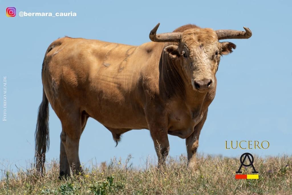 BCauria's tweet photo. LUCERO, así se llama este pedazo de toro. "El Melocoton" para nosotros, que nos impresiono y transmitio mucho a primera vista en " La Ruiza".Con él anunciamos este grandioso concurso de recortes en Montehermoso y con él terminamos las presentaciones.¡Solo nos queda  disfrutar! https://t.co/XXoLcetpMN
