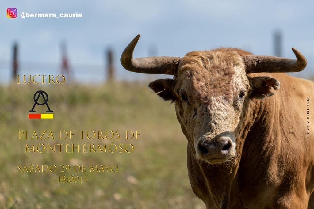 BCauria's tweet photo. LUCERO, así se llama este pedazo de toro. "El Melocoton" para nosotros, que nos impresiono y transmitio mucho a primera vista en " La Ruiza".Con él anunciamos este grandioso concurso de recortes en Montehermoso y con él terminamos las presentaciones.¡Solo nos queda  disfrutar! https://t.co/XXoLcetpMN