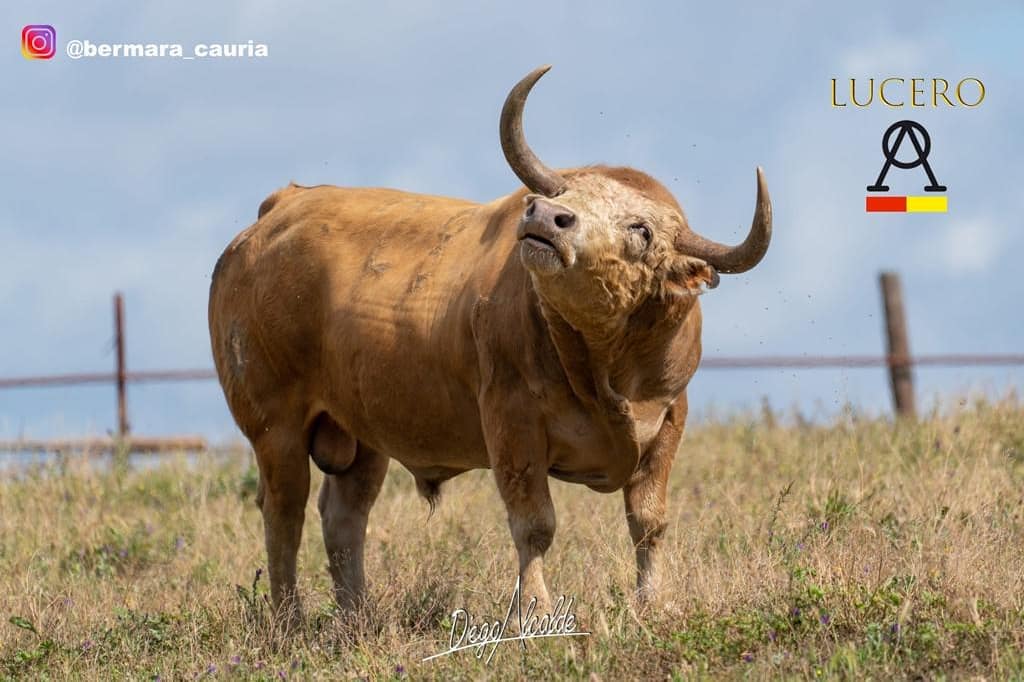 LUCERO, así se llama este pedazo de toro. "El Melocoton" para nosotros, que nos impresiono y transmitio mucho a primera vista en " La Ruiza".Con él anunciamos este grandioso concurso de recortes en Montehermoso y con él terminamos las presentaciones.¡Solo nos queda  disfrutar!