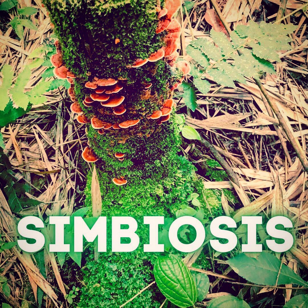 Simbiotic1's tweet photo. ¿Sabías que la Simbiosis, deriva de una palabra griega que significa “VIVIR JUNTOS? 
🤝En nuestros ecosistemas empresariales, productivos e incluso personales y profesionales, también es posible integrar este concepto, a lo que nosotros denominamos #SimbiosisEstratégica https://t.co/kVeg0dmFVB