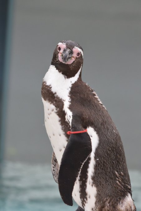 フンボルトペンギンのtwitterイラスト検索結果