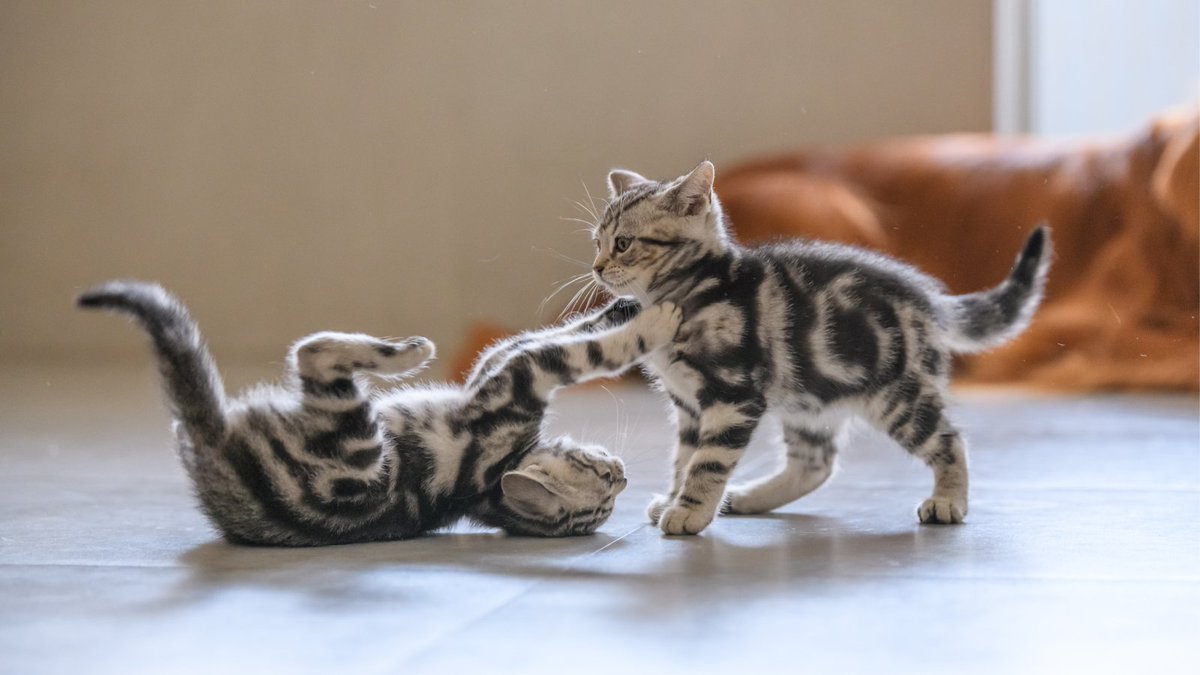 PetfixClub's tweet photo. Are you a new kitten owner? Check out our ‘New Kitten Guide’ to make sure you cover all of the basics when it comes to caring for a kitten!
https://t.co/U8koBUpTGz

#kitten #kittens #cat #cats #newkittenguide #petfix #advice #newkitten #vetadvice #catlover @petethevet https://t.co/l7xYmiVxgb